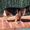 Kora